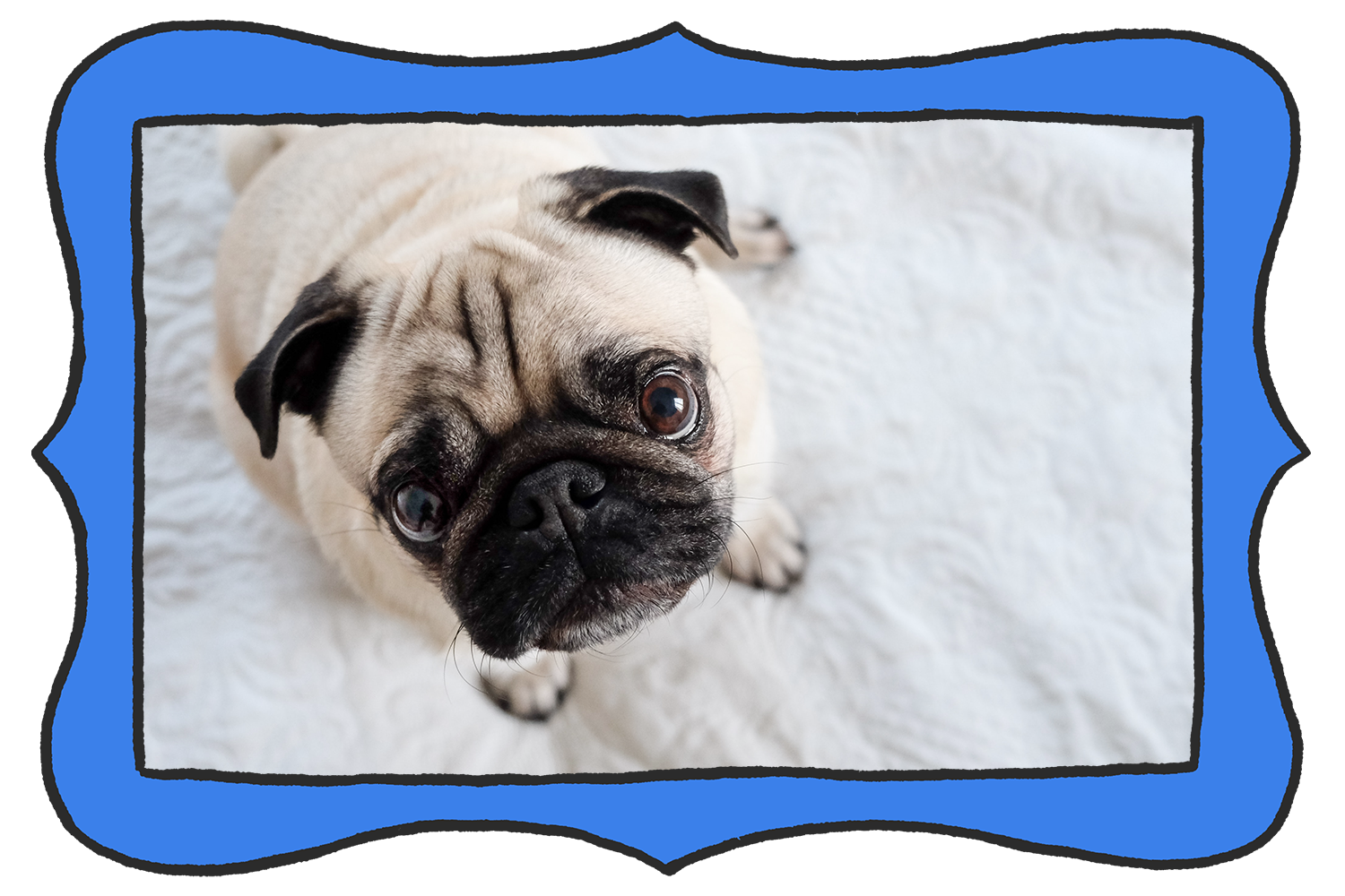 5 tips for potty training your pug