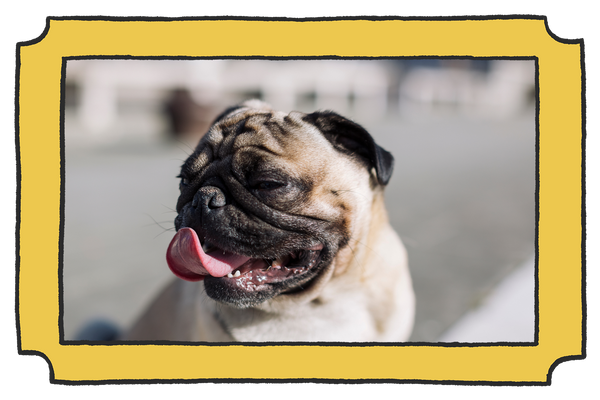 Pug keeps licking hot sale paws