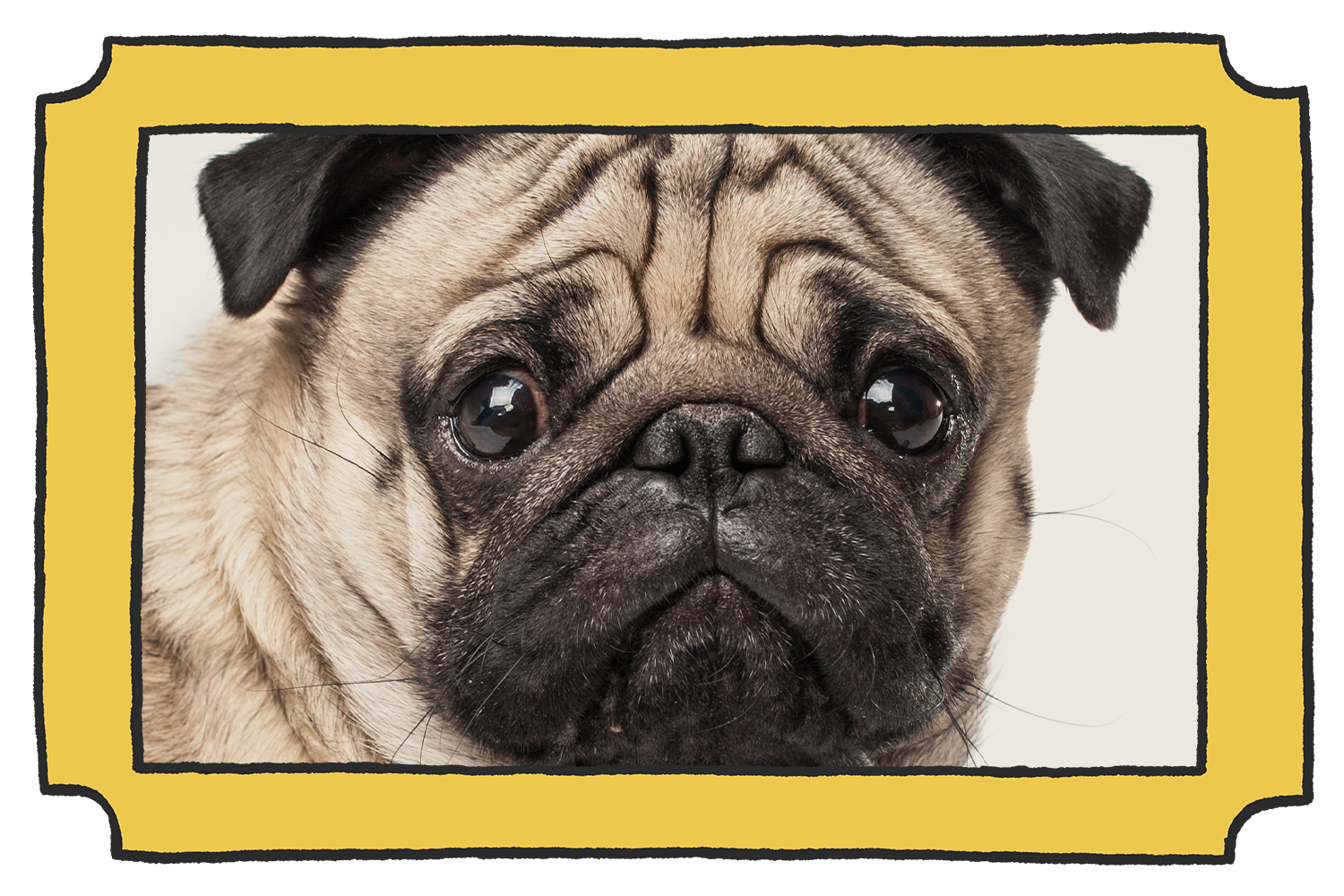 Cleaning online pug wrinkles