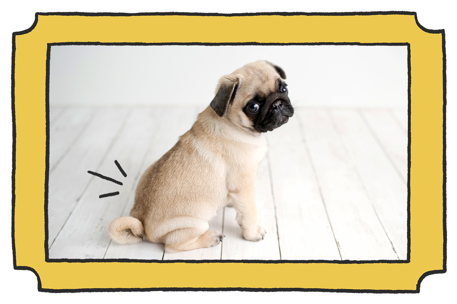 How to get your pug to stop marking Moopers