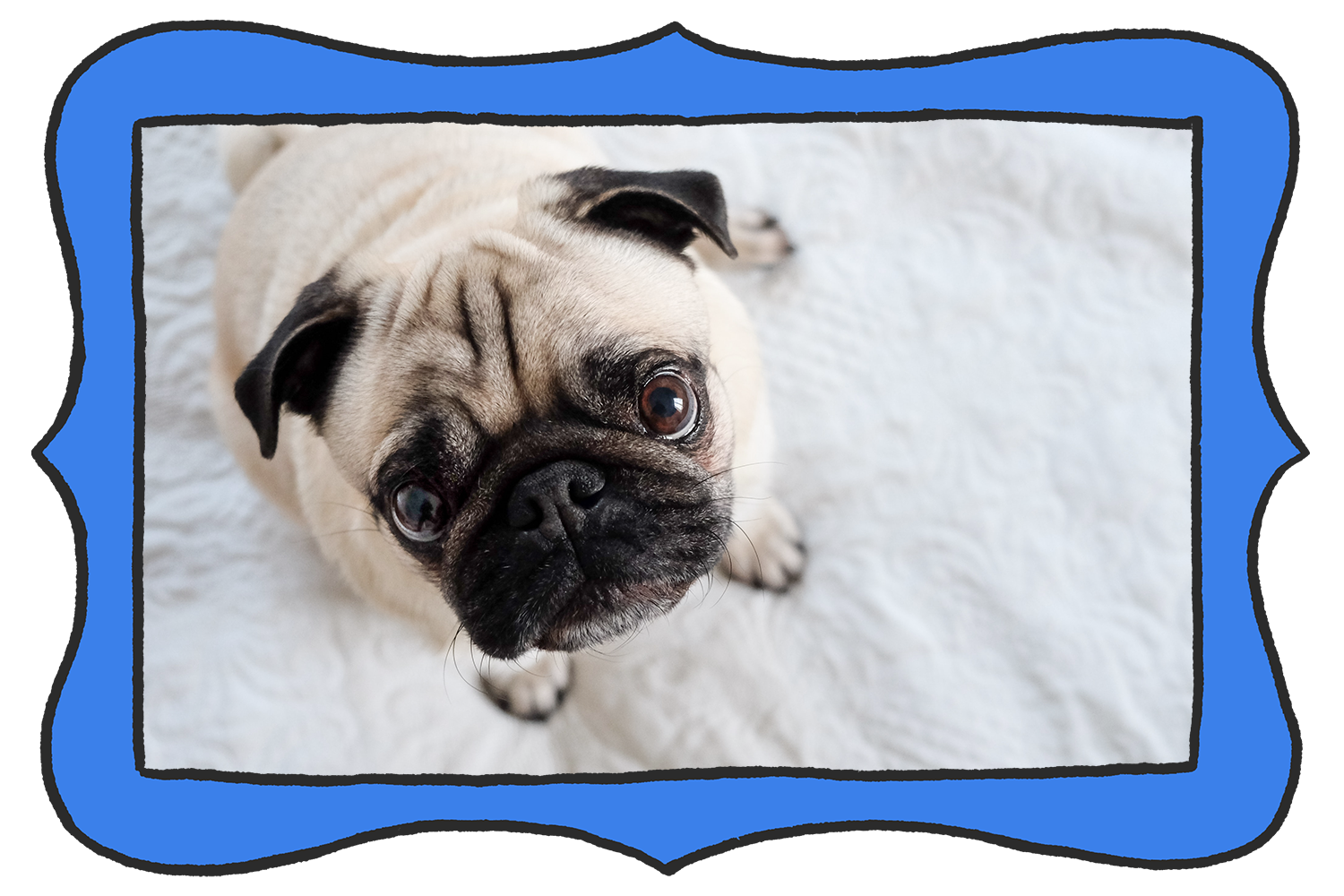 5 tips for potty training your pug Moopers