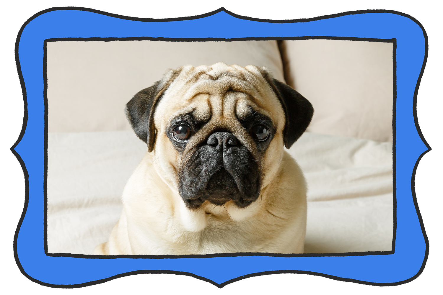 All about your pug's wrinkles