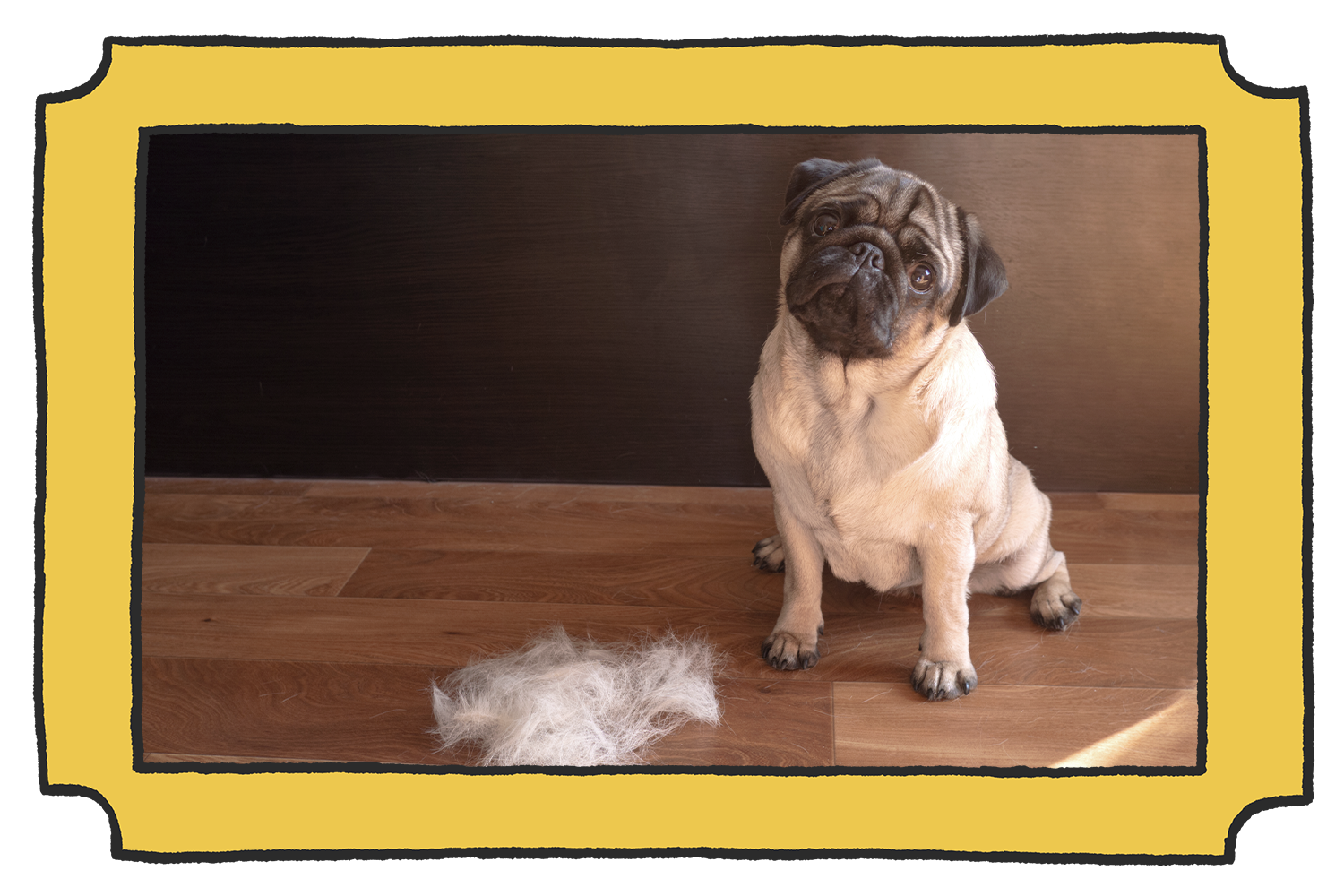 Pug clearance shedding hair
