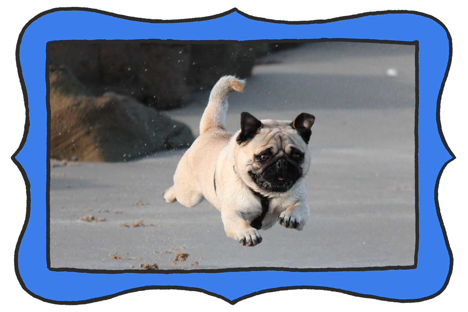 How much exercise do pugs need?