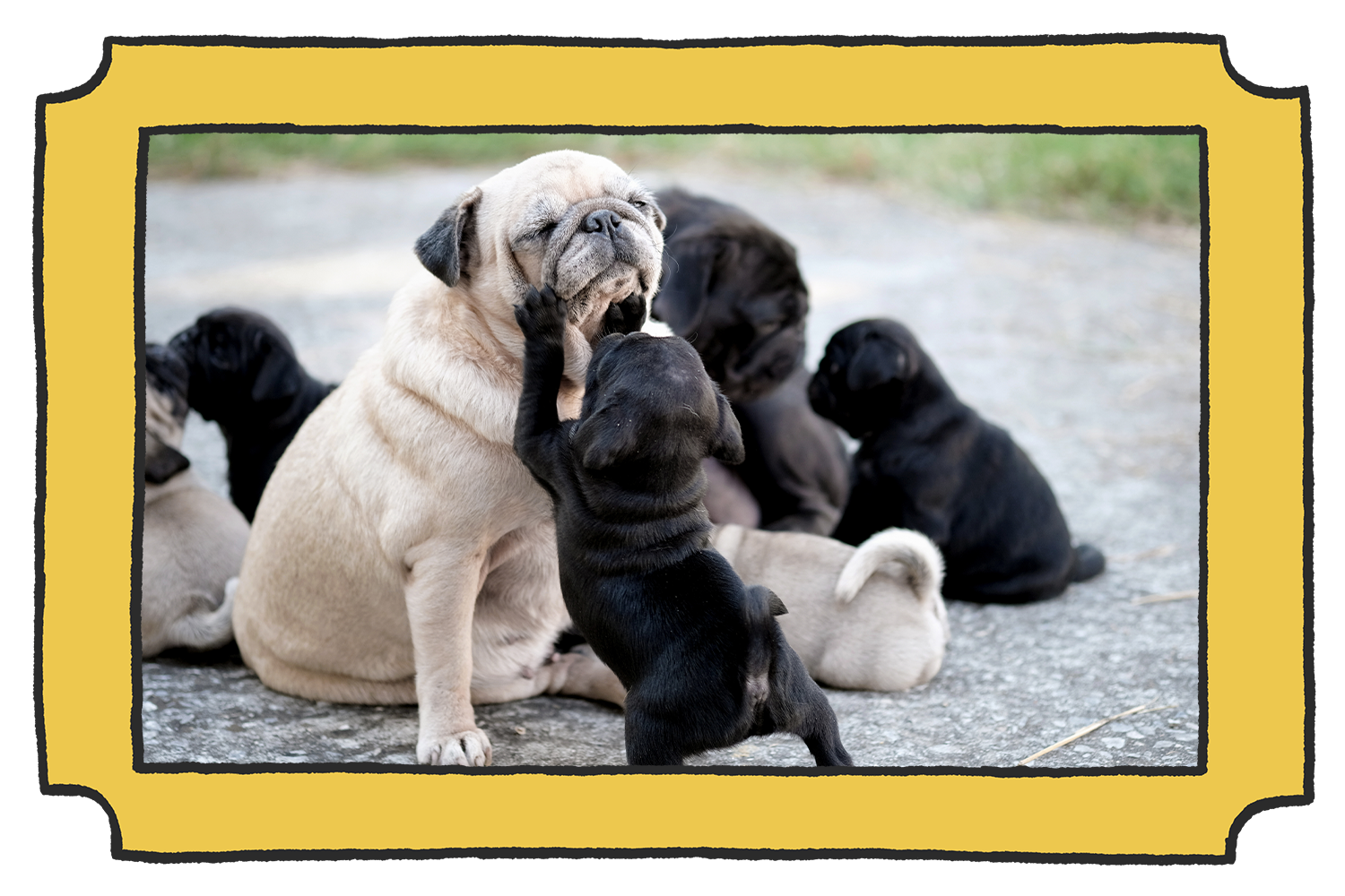 How to socialize your new pug puppy